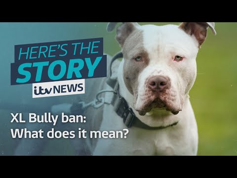 What does next year’s XL Bully Ban actually mean? | ITV News