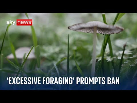 ‘Excessive’ foraging prompts ban in Nottingham park