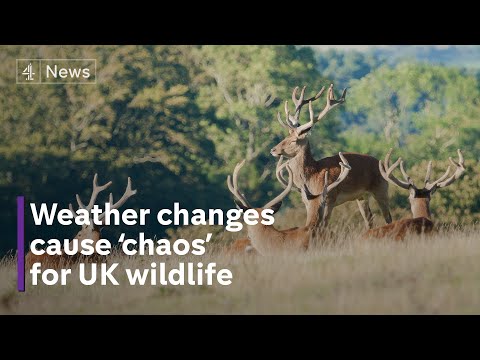 Wild environment: hotter planet causing ‘chaos’ UK wildlife