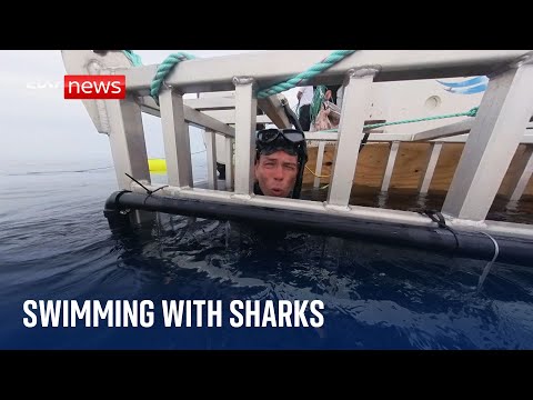 Shark attacks: What’s behind the increased number of sightings?