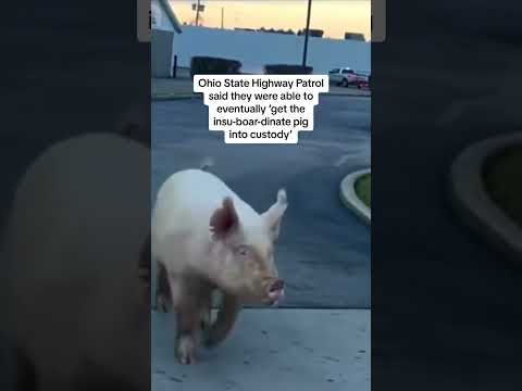 Escaped pig caught near McDonald’s