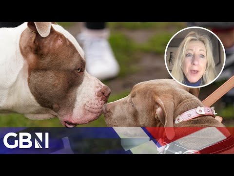 XL bullies will no longer live ‘as happy healthy dogs’: Anna Webb calls for licensing scheme instead