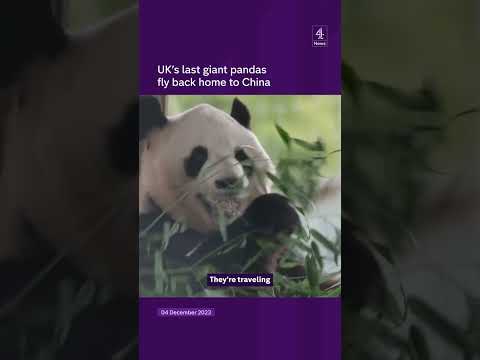 UK’s last giant pandas fly back home to China