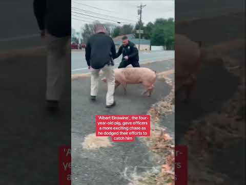Police officers chase loose pig