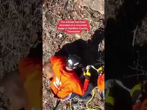 Stranded goats finally rescued