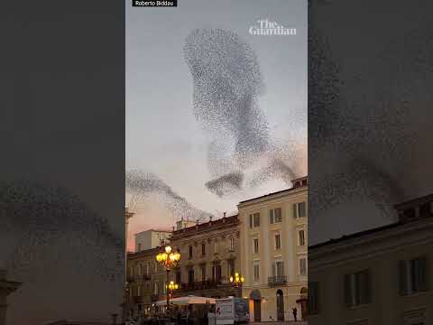 ‘Breathtaking’ starling murmuration captured in Italy