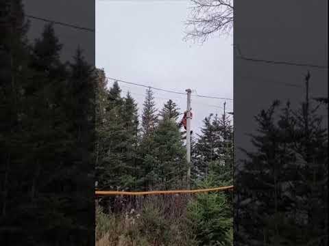 Cat rescue doesn’t go to plan
