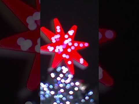 Christmas tree lit up in Vatican City