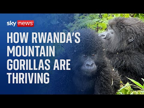 Rwanda: How mountain gorillas have prospered in times of peace
