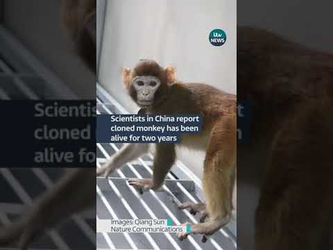 A cloned monkey has been alive and ‘healthy’ for two years, scientists in China have said #itvnews