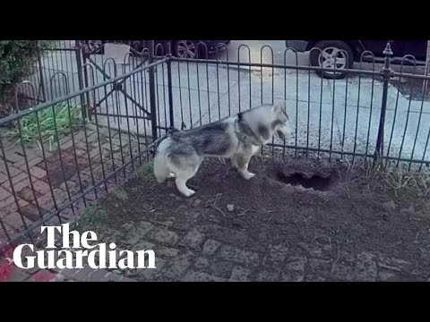 Kobe the husky saves Philadelphia neighbourhood from potentially explosive gas leak
