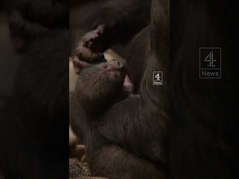 Critically endangered gorilla born at London Zoo