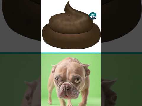 How one city is using dog poo to catch messy owners  #itvnews  #news #italy #dog