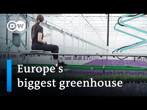 The cutting edge technology of Europe’s biggest greenhouse | DW News