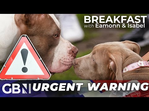 XL bully dog owners issued URGENT warning as ban comes in – must act in days!