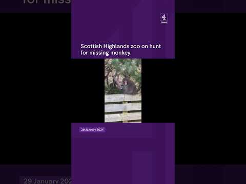 Scottish zoo on hunt for missing monkey