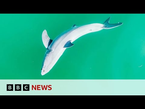 Rare young white shark filmed for first time | BBC News