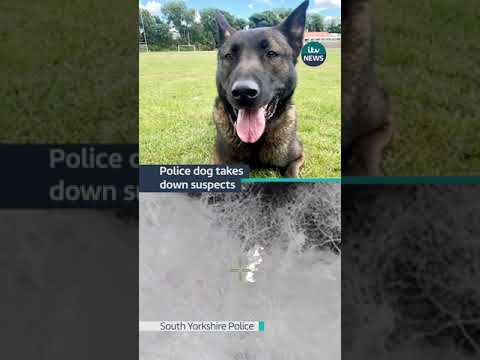 Two suspects thought they’d disappeared into woodland but Luna the #dog chased them down #itvnews