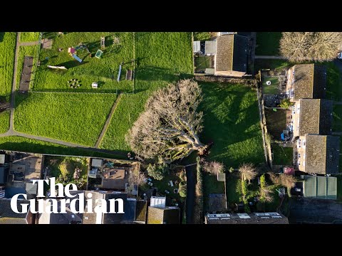 Aerial footage shows fallen 700-year-old Devon oak tree