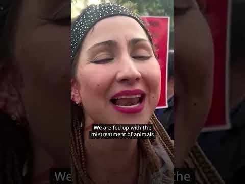 Animal rights activists protest against the reintroduction of bullfighting in Mexico | DW News