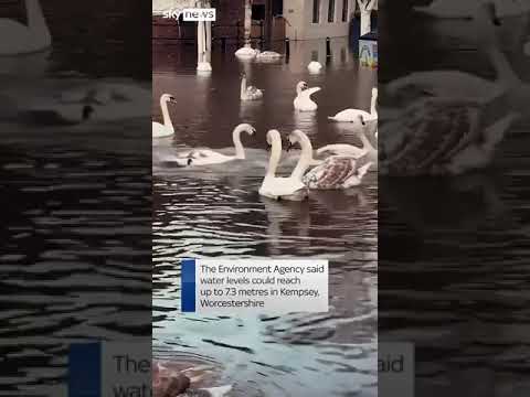 Swans enjoy a swim in flooded river in Worcester