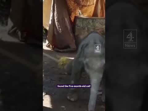 Mum and baby elephants reunite