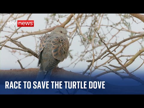 Operation Turtledove: Race on to save UK’s fastest declining bird species