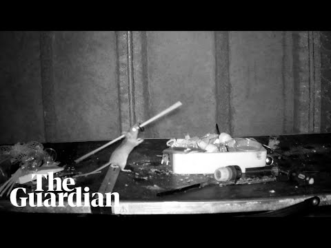 Mouse filmed tidying up man’s shed every night