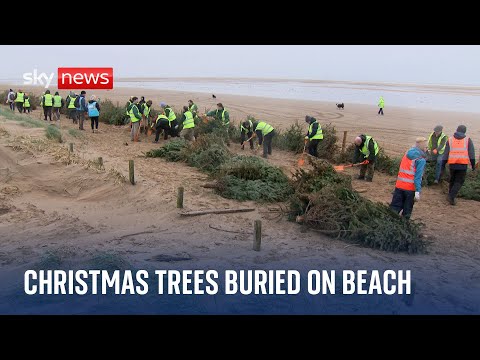 Why are Christmas trees being buried on Blackpool Beach?