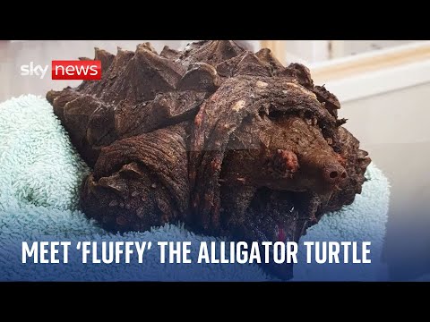 ‘Dangerous’ alligator snapping turtle found in Cumbria lake