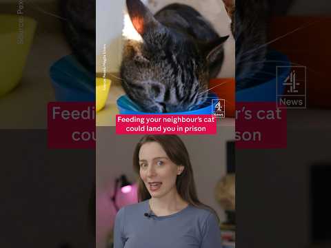 Taking over neighbour’s cat could be illegal