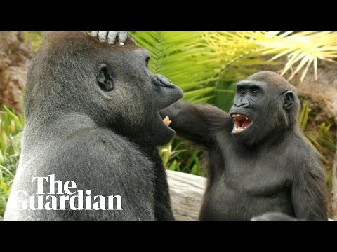 Young great apes tease and annoy their elders in playful behaviour