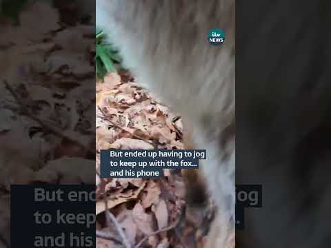 Fox steals RSPCA rescuer’s phone and runs off with it  #itvnews #news #animals #animalrescue #fox