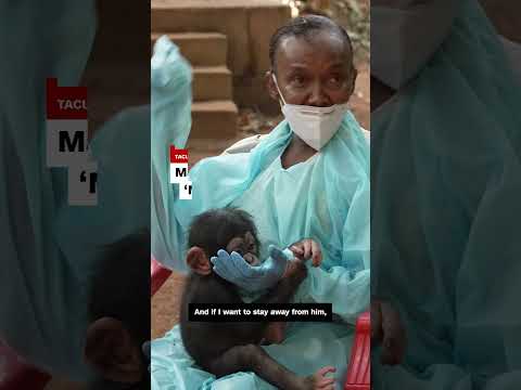 Why these chimpanzees are in ‘school’