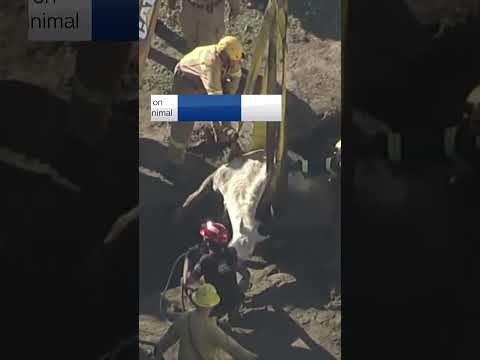 1,200-pound horse rescued from sinkhole
