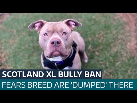 New law banning XL bully dogs in Scotland to come into force from Friday | ITV News