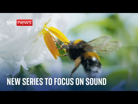 David Attenborough’s new series to focus on sounds never heard before