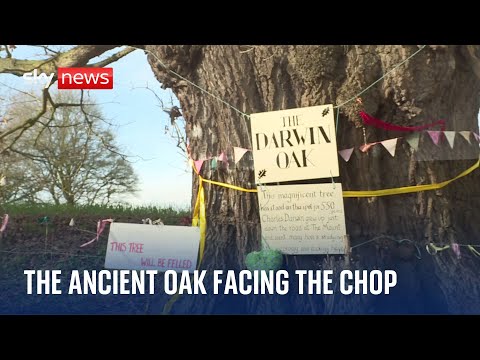 The ancient oak facing the chop
