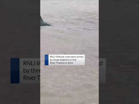 Dolphins join RNLI crew in River Thames