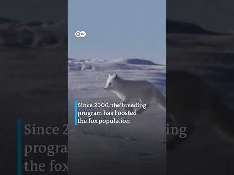 Norway breeds Arctic foxes to protect the species from climate change | DW News