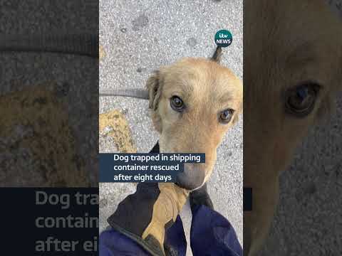 Dog trapped in shipping container rescued after eight days#itvnews #news #animals #rescue
