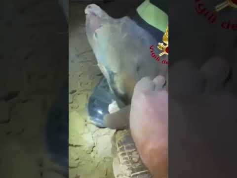 Dachshund stuck in hole while chasing fox