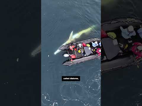 See CNN crew’s close encounter with a whale