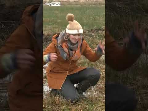 Why bogs don’t deserve their reputation