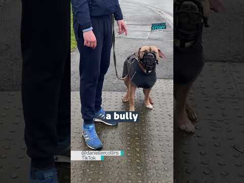 What to do if you see an XL bully #itvnews #xlbully