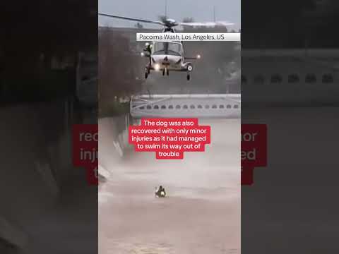 Man winched from LA river trying to save dog