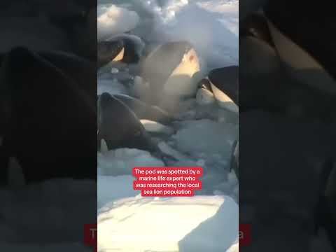 Killer whales trapped in drift ice