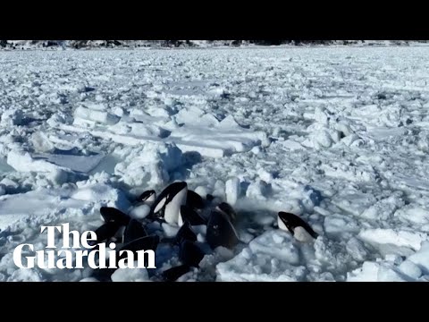 Pod of orcas trapped in drift ice off Japanese coast