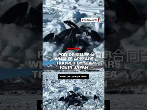Pod of killer whales appears trapped by sea ice in Japan