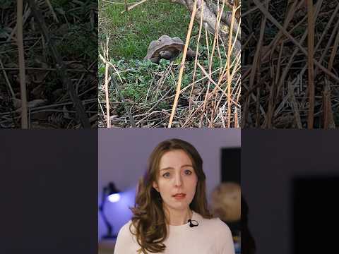 Nine giant tortoises found dead in Devon